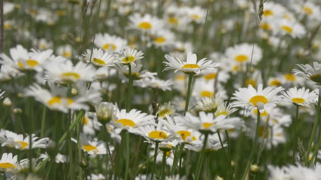 Close view of daisies in the wind 