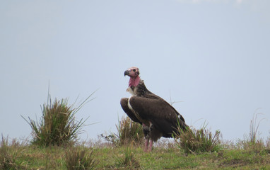 vulture