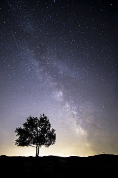 Un arbre et un ciel d'été étoilé 