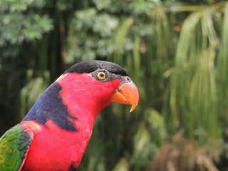 colorful parrot