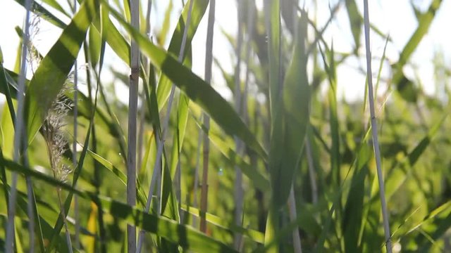 Seeing the sun and light flares through a row of moving reeds. Relaxing scene, close-up shot, neutral colors. Camera is moving