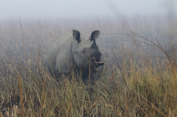 Rhino in Pobitora 