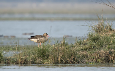 duck in the Pobitora 