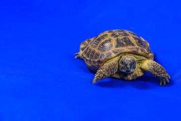 turtle on a blue background