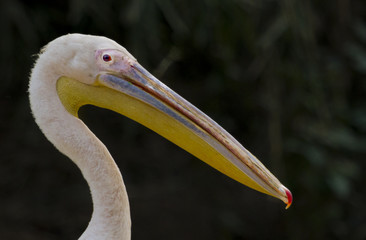 Obraz premium portrait of a pelican