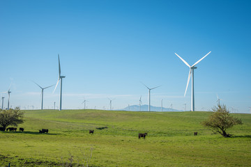Windmills and Cows 