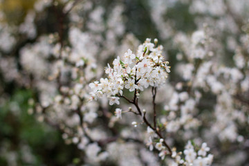 white flowers in spring