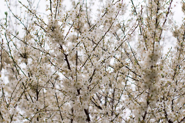 flowering fruit tree in spring