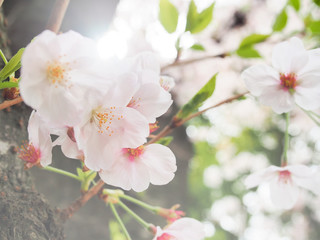 Full bloom white sakura flower or cherry blossom in spring season.