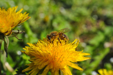 Honey bee on dandelion. Honey bee pollinating on spring meadow