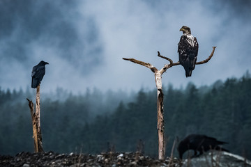 Eagle and Raven have a Meeting