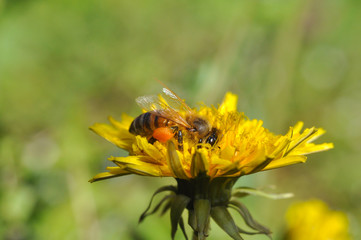 Honey bee on dandelion. Honey bee pollinating on spring meadow