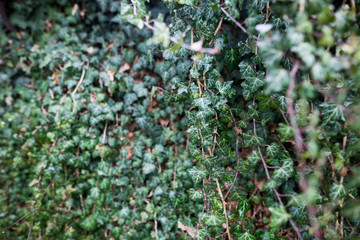 Well growing ivy bush on the wall of the house