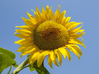 Sunflowers background for designers, sunflower with pollen and bright yellow leaves