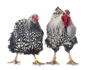 silver-laced Wyandotte chicken