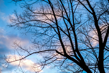 sunrise sky, gold clouds, blue sky, early in the morning