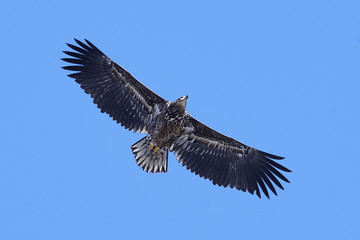 Obraz premium White-tailed eagle (Haliaeetus albicilla)