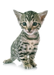 bengal kitten in studio