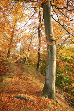 Baum am Hertasee
