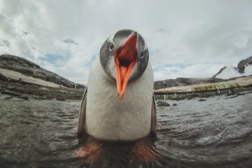 Fototapete Pinguin süßer Eselspinguin in der Antarktis, entzückendes Tierbaby, Seevogelgesang