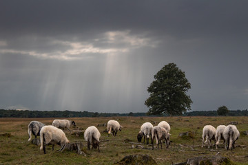 Obraz premium Sheep under dark clouds in a field in Drenthe, The Netherlands