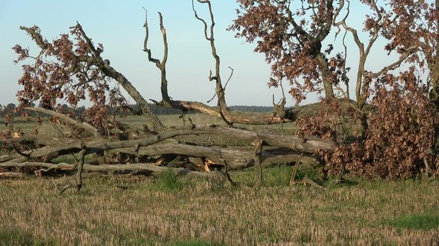 Break down old oak tree on farmland field after storm