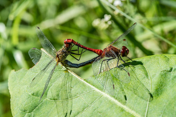 Connection of two dragonflies