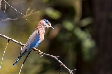 Indian roller in Bandhavgarh National Park in India