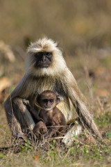 Hanuman monkey with a baby in Kanha National Park in India