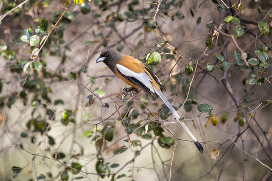 Rufous Treepie in Ranthambhore National Park in India