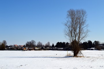 Trees in winter  with snow and blue sky in Leipzig, March 2018