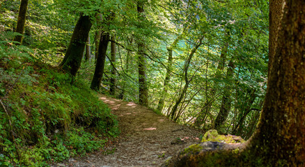 Walkpath in shadow in alpine forest, summer