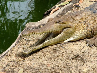 Alligator