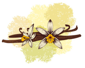 Vanilla sticks and flowers hand drawing illustration. Spice herb vanilla.