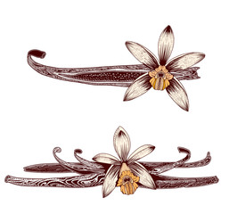 Set of vanilla sticks and flowers hand drawing illustration.