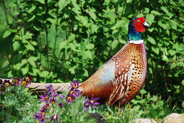 The common pheasant (Phasianus colchicus) is a bird in the pheasant family (Phasianidae)
