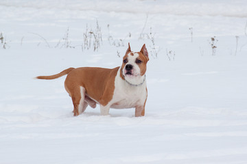American staffordshire terrier is standing on a white snow.