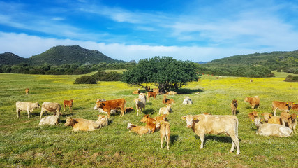 Fototapeta na wymiar Cows in Paradise