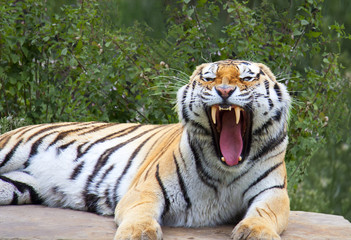 Amur tiger