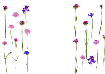 Blue and pink wildflowers: Cornflower, Consolida (larkspur), field scabious (Knautia arvensis) and wild Carthusian pink on a white background with space for text. Top view, flat lay