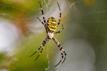 Spinne