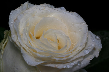 Beautiful white rose is growing on a green meadow.