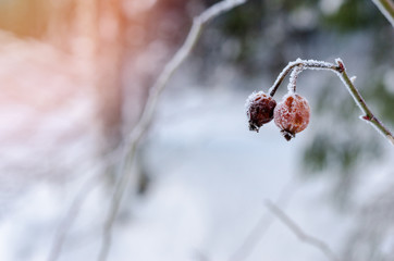 Frozen Red Rosehip On Branch Covered With Ice