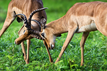 Two male impalas in a territorial fight to establish dominance during the rutting season in summer.