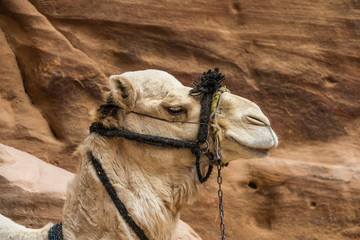 Camel head detail in Petra