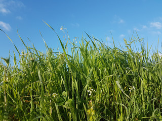 lawn meadow green blue sky for background in the morninga