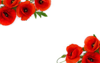 Fototapeta premium Ramka z kwiatów czerwonych maków (Papaver rhoeas, nazwy zwyczajowe: mak kukurydziany, róża kukurydziana, mak polny, chwast czerwony) na białym tle. Widok z góry, płaski układ.