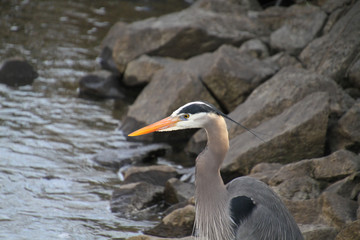 A great blue heron standing on a rock next to a stream fishing.