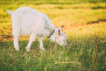 Kid Goat Grazes On Green Summer Grass On A Sunny Day. Goat Eating