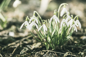 Snowdrop flowers in spring forest close up